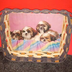 BASKET TRAY OF COLORFUL PUPPIES WITH GLASS BOTTOM